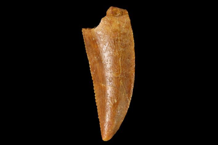 Serrated, Raptor Tooth - Real Dinosaur Tooth #163876